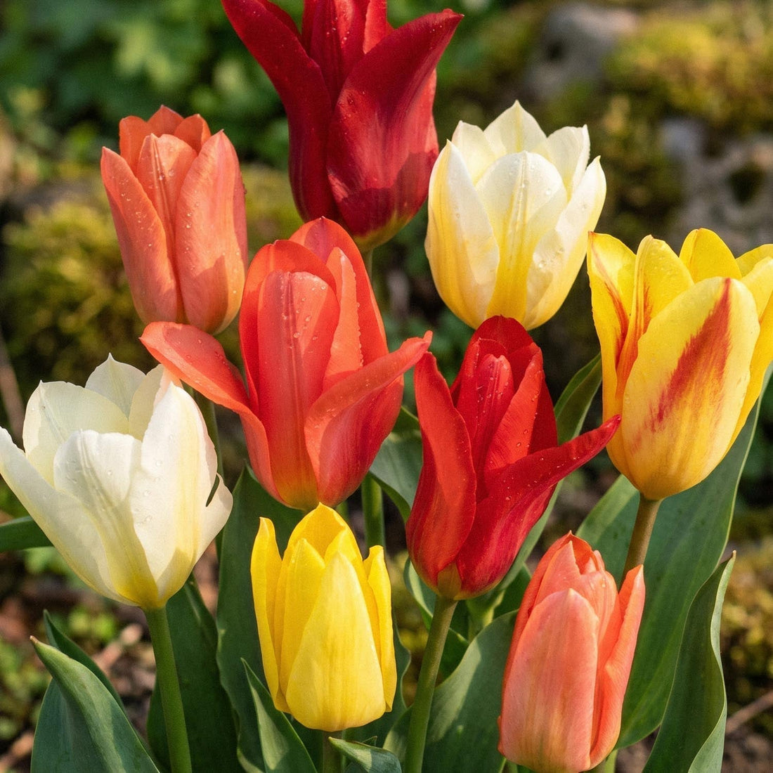 Tulpenmix 'Fosteriana Mixed'