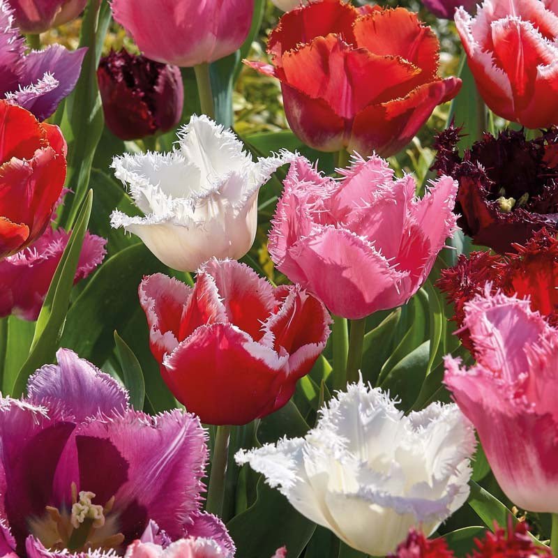 Tulpenmix 'Fringed Mixed'