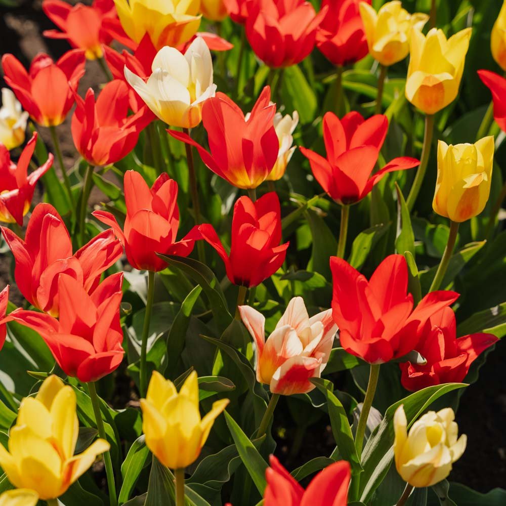 Tulpenmix 'Greigii Mixed'