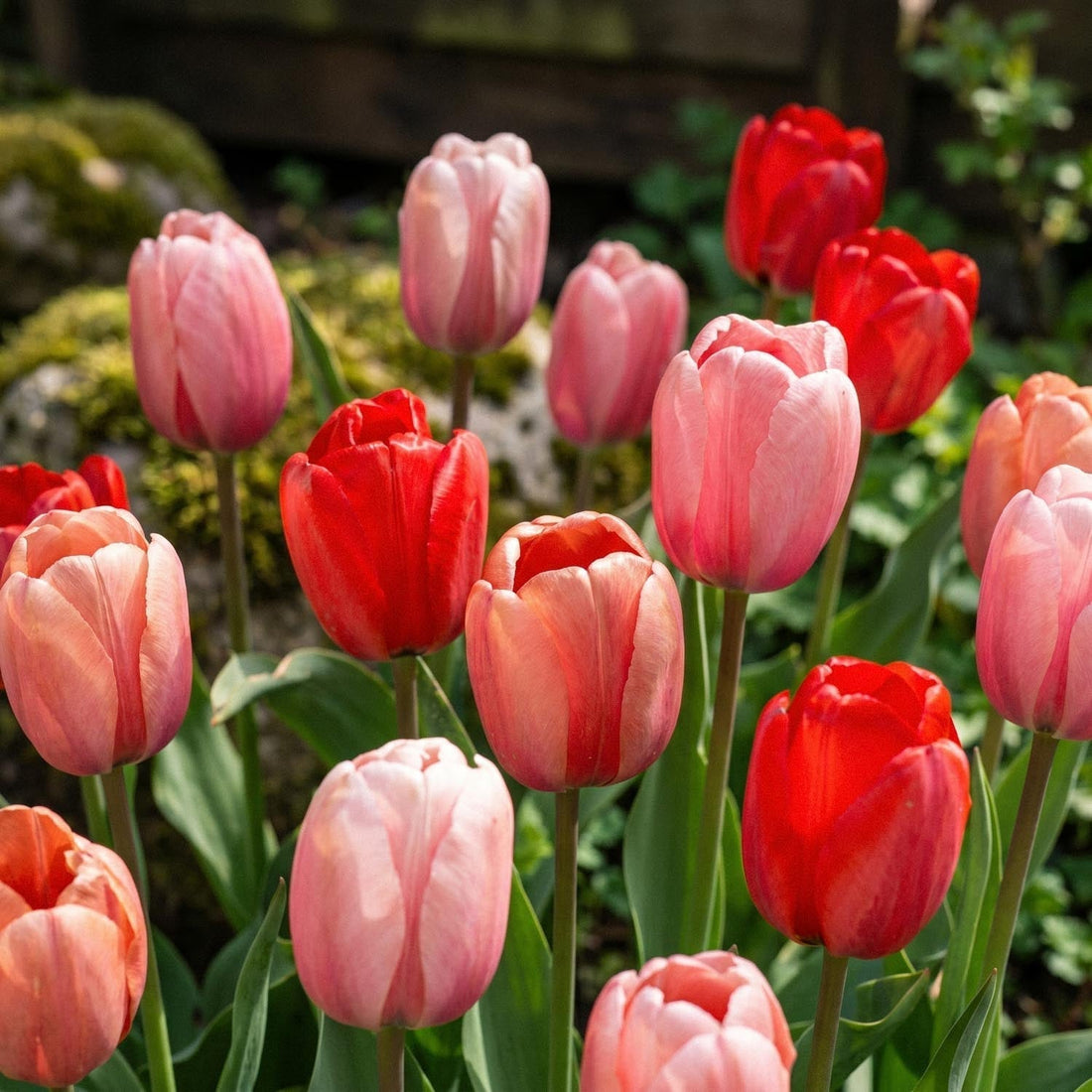 Tulpenmix 'Impression Mixed'