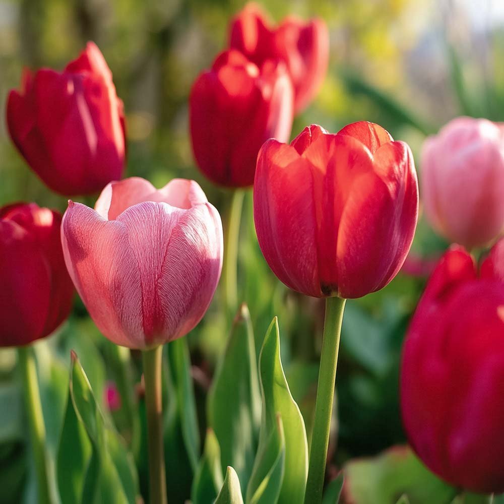 Tulpenmix 'Impression Mixed'