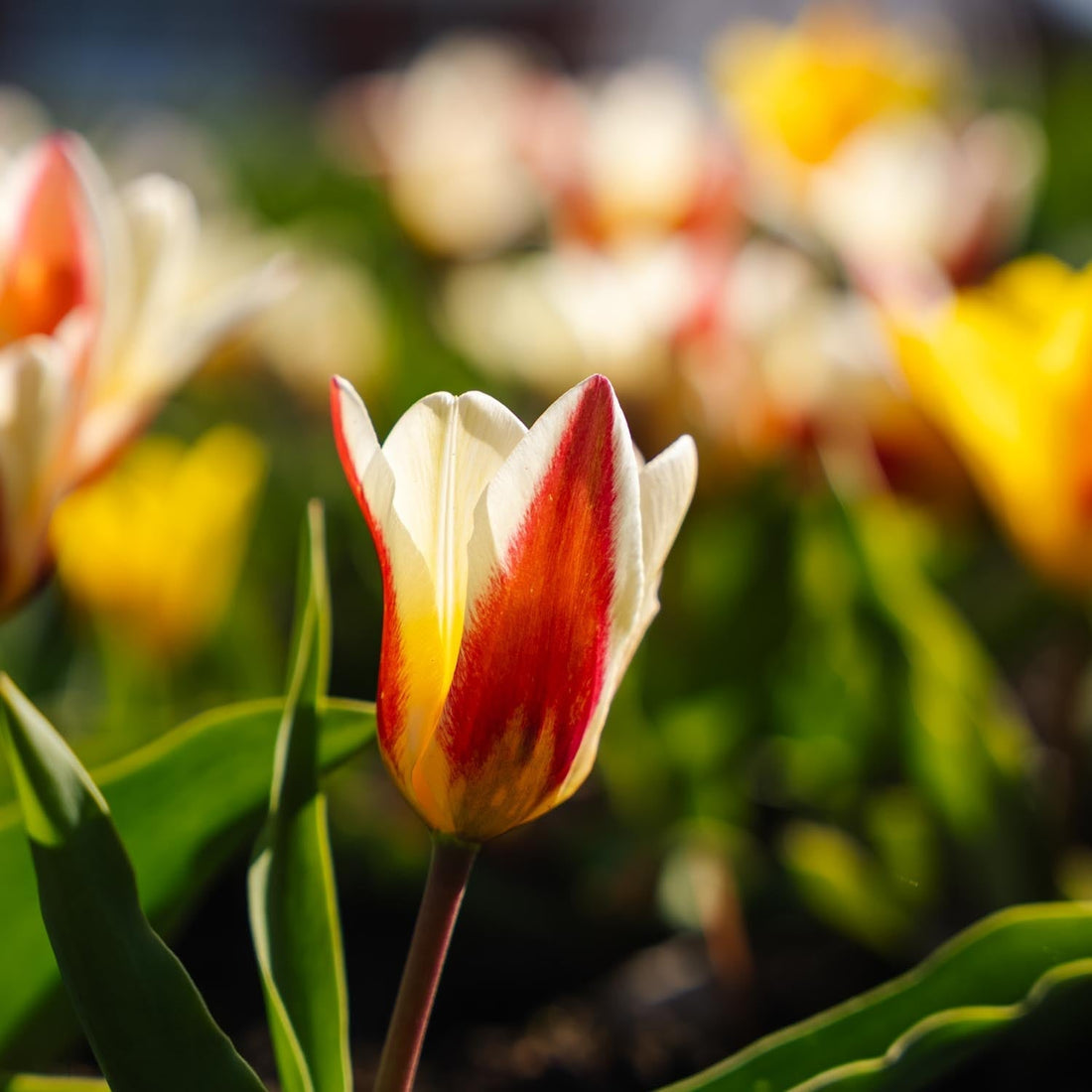 Tulpenmix 'Kaufmanniana Mixed'