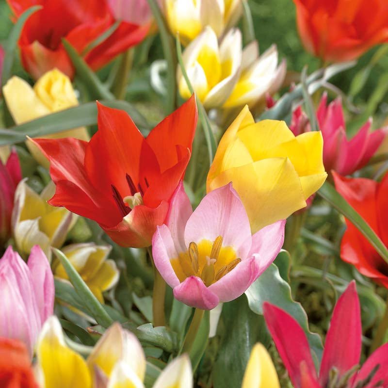 Tulpenmix 'Miniature Mixed'