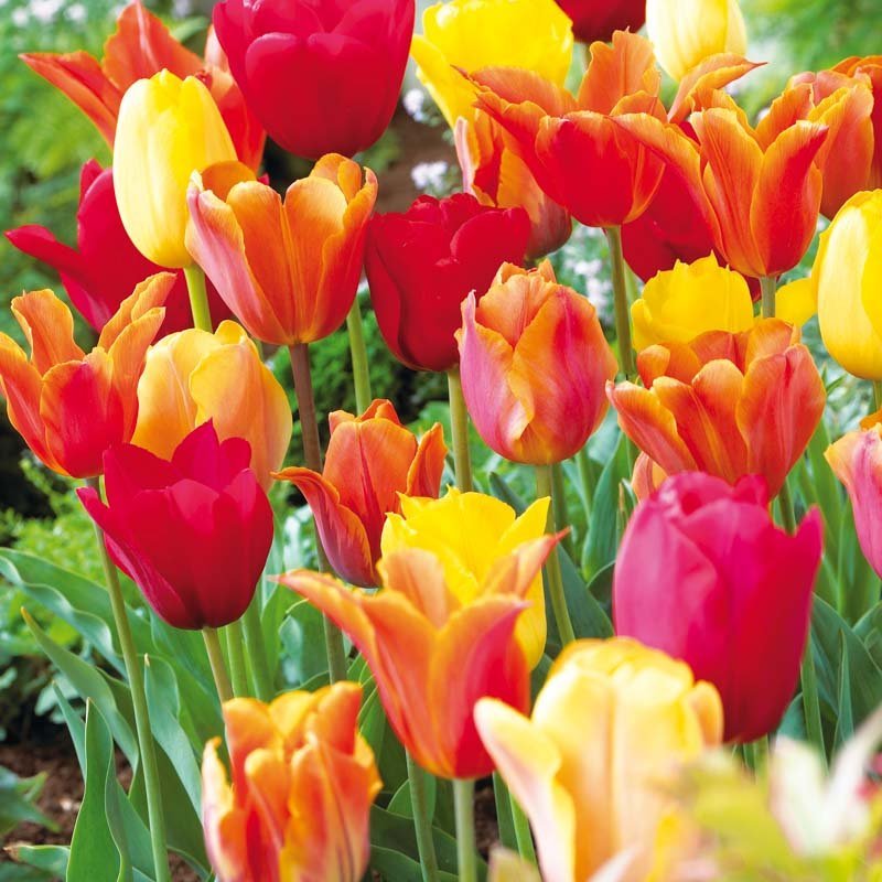 Tulpenmix 'Orange Mixed'