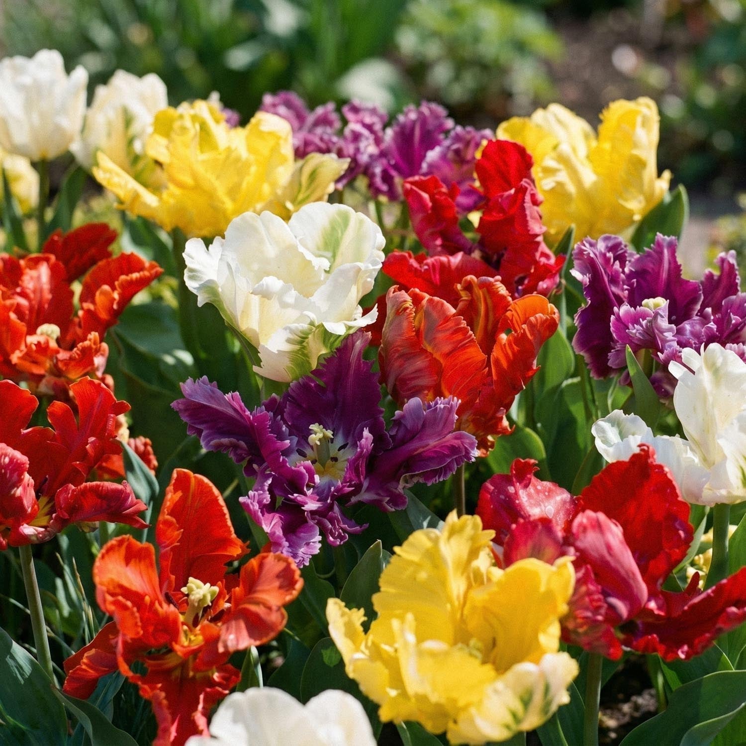 Tulpenmix 'Parrot Mixed'