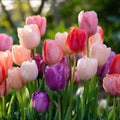 Tulpenmix 'Pride Mixed'