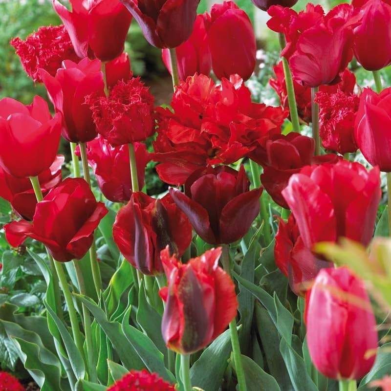 Tulpenmix 'Red Mixed'