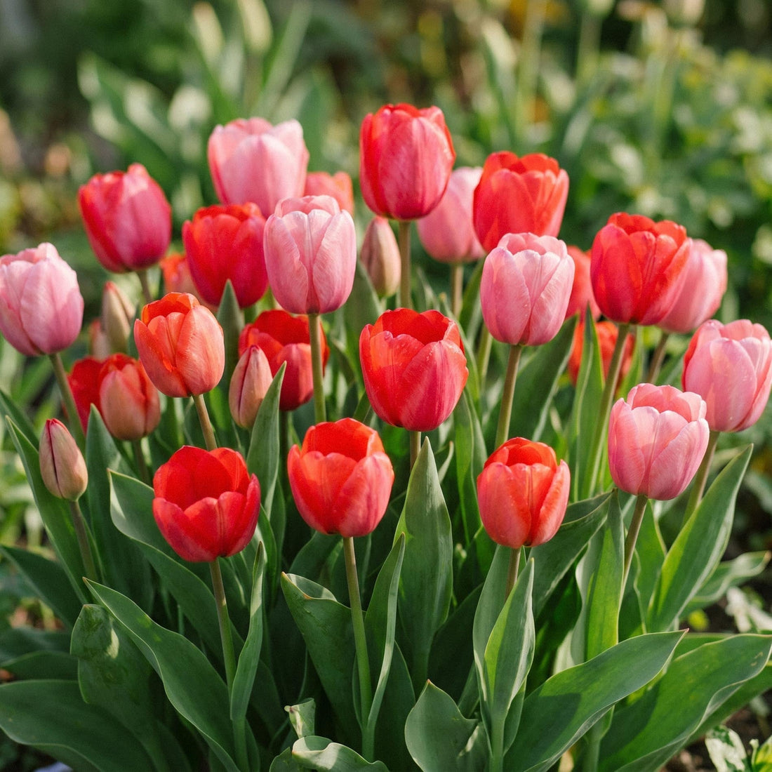 Tulpenmix 'Red & Rosé Bouquet Mix'