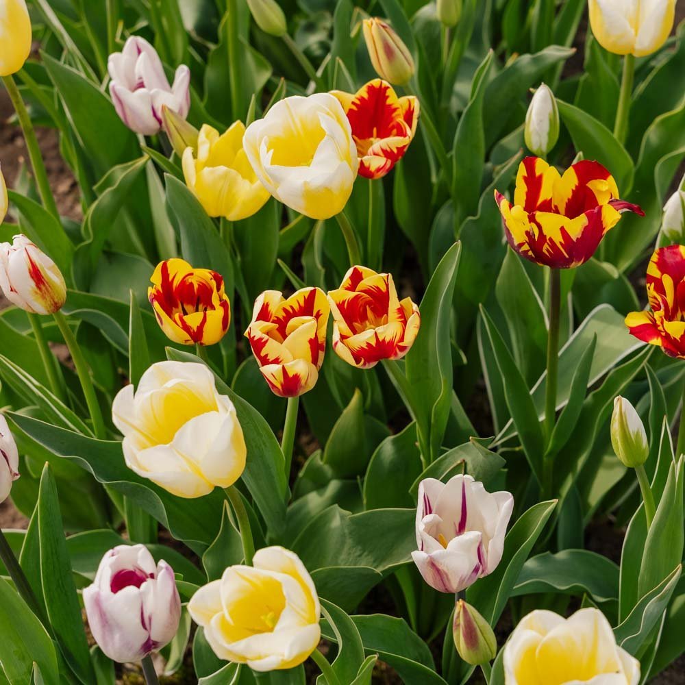 Tulpenmix 'Rembrandt Mixed'