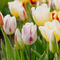 Tulpenmix 'Rembrandt Mixed'