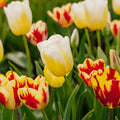 Tulpenmix 'Rembrandt Mixed'