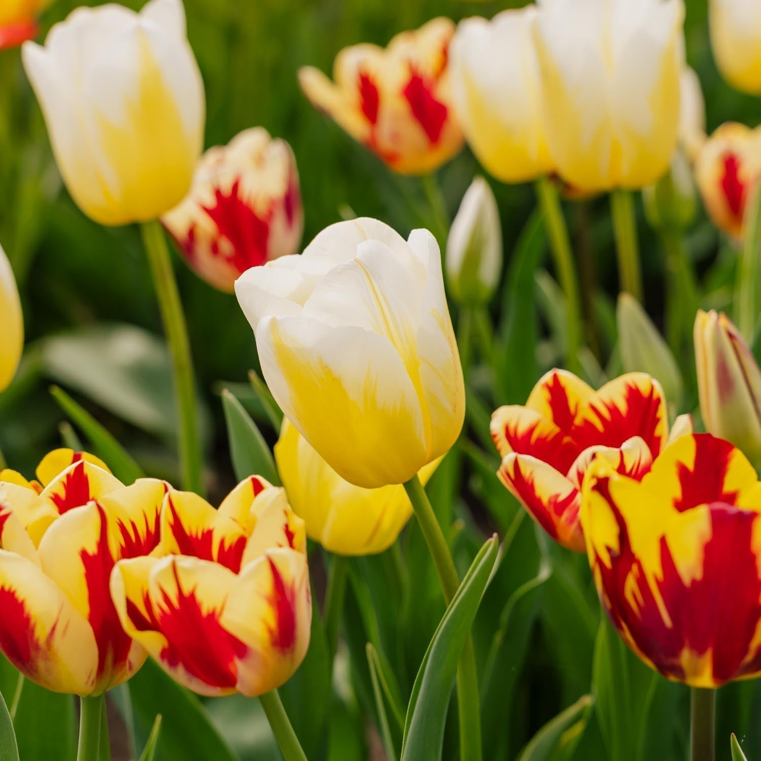 Tulpenmix 'Rembrandt Mixed'