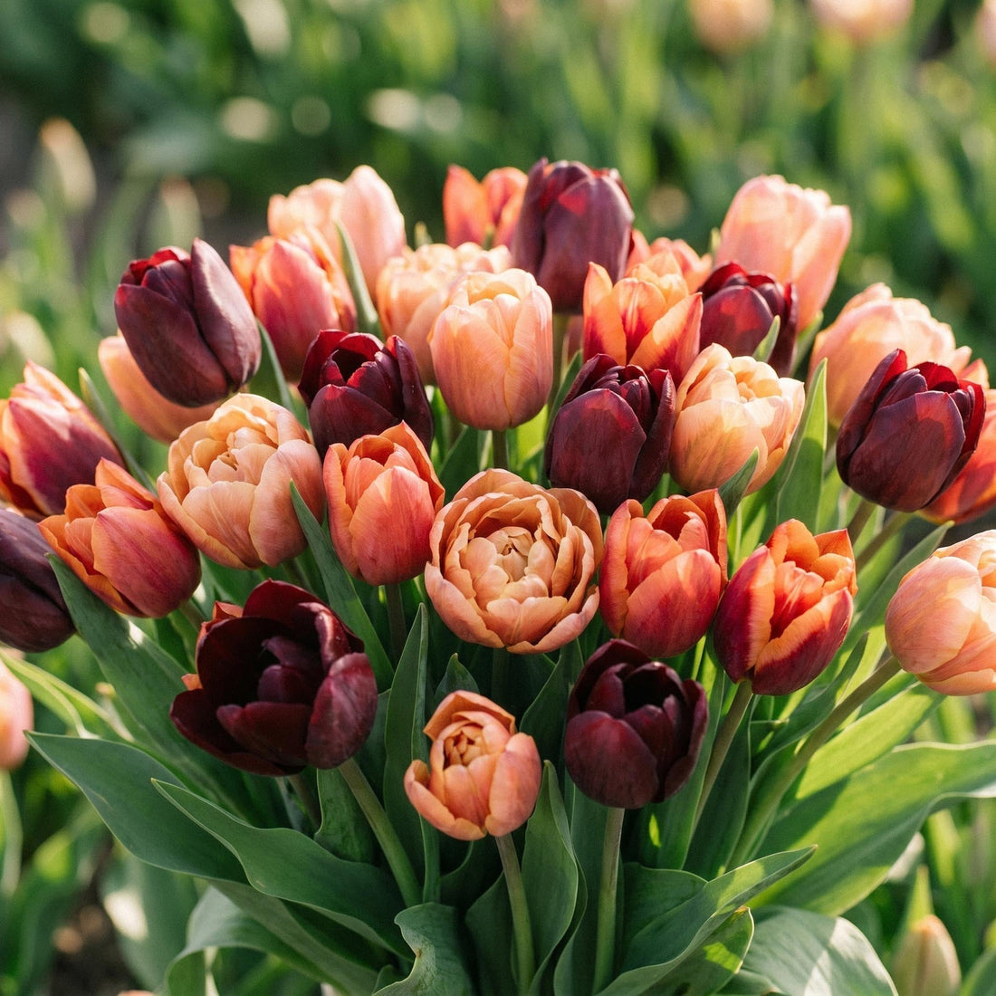 Tulpenmix 'Sassy Bouquet Mix'