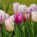 Tulpenmix 'Triumph Flag Mixed'