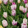 Tulpenmix 'Triumph Flag Mixed'