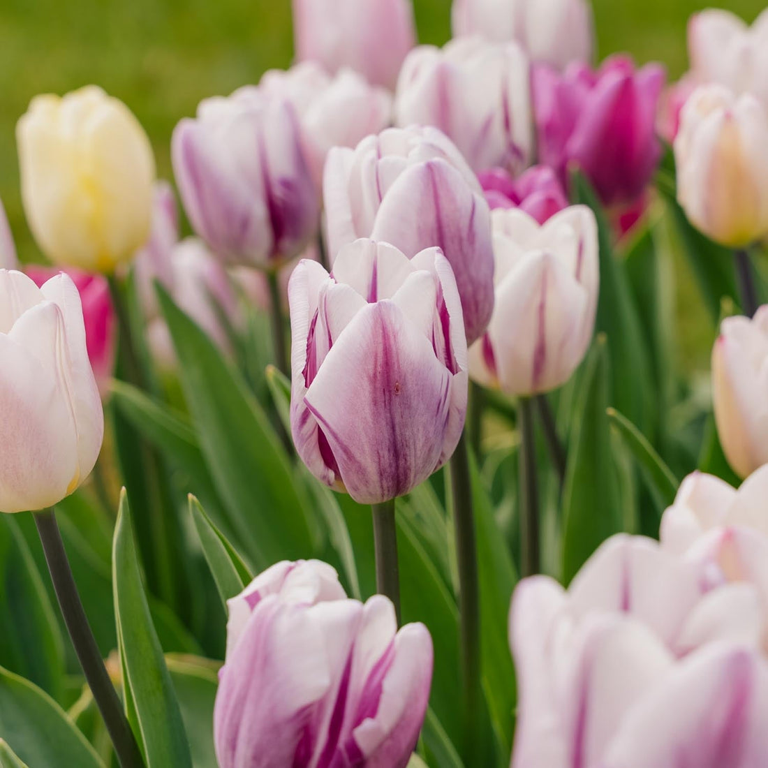 Tulpenmix 'Triumph Flag Mixed'