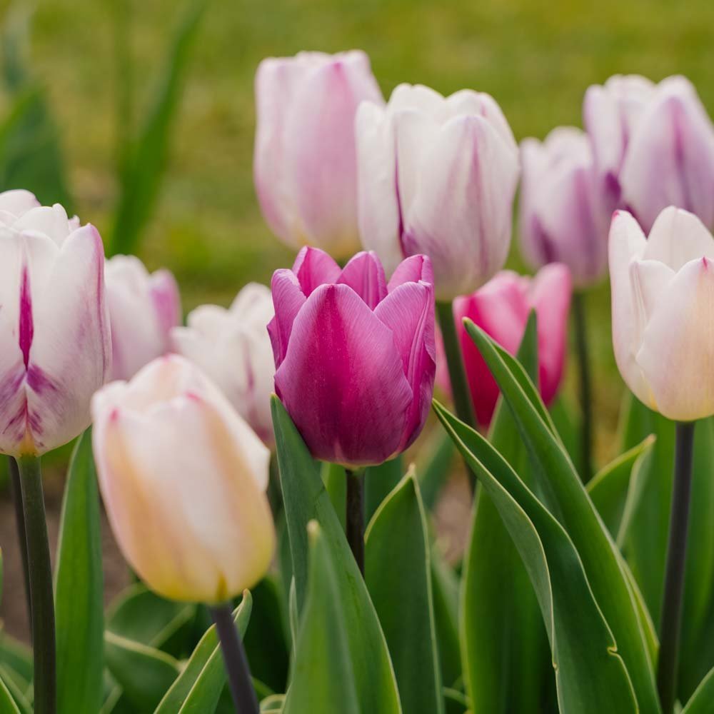 Tulpenmix 'Triumph Flag Mixed'