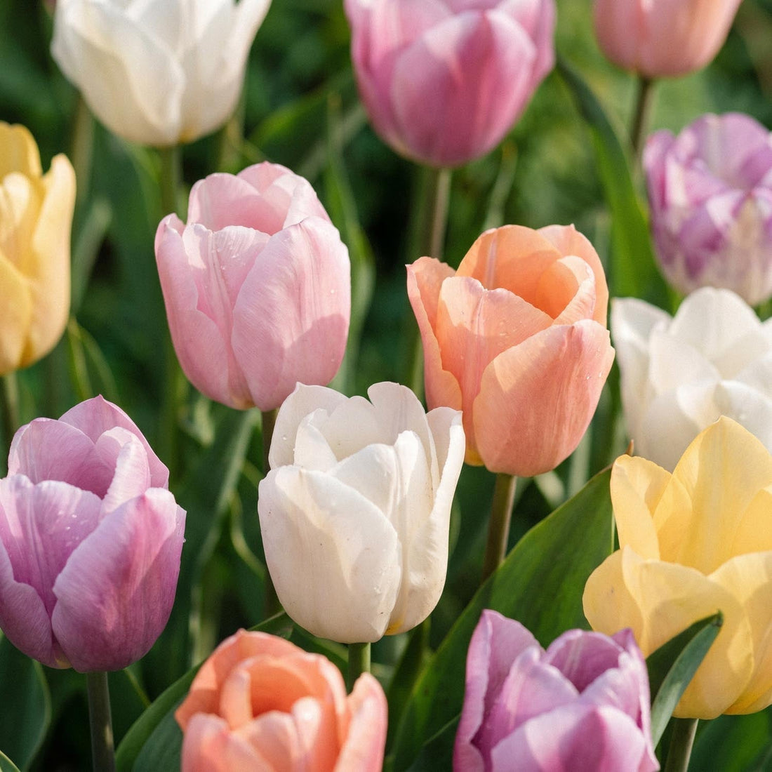 Tulpenmix 'Triumph Pastel Mix'