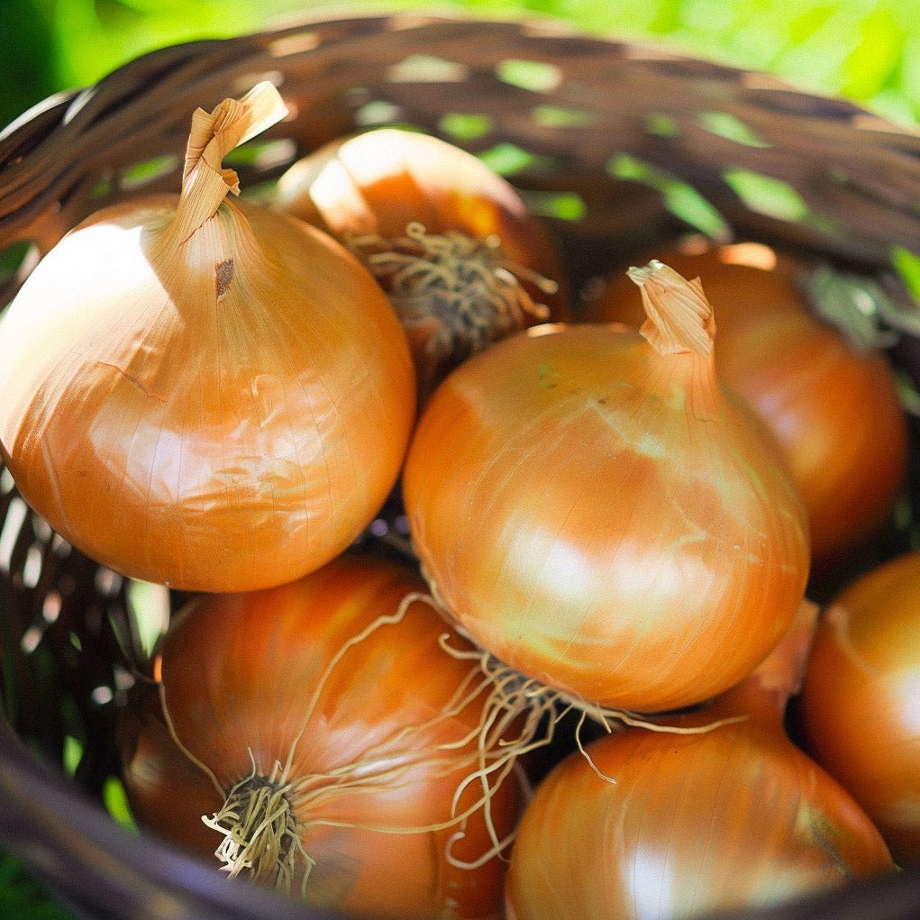 Uienzaad 'Stuttgarter' - 100 biologische zaden