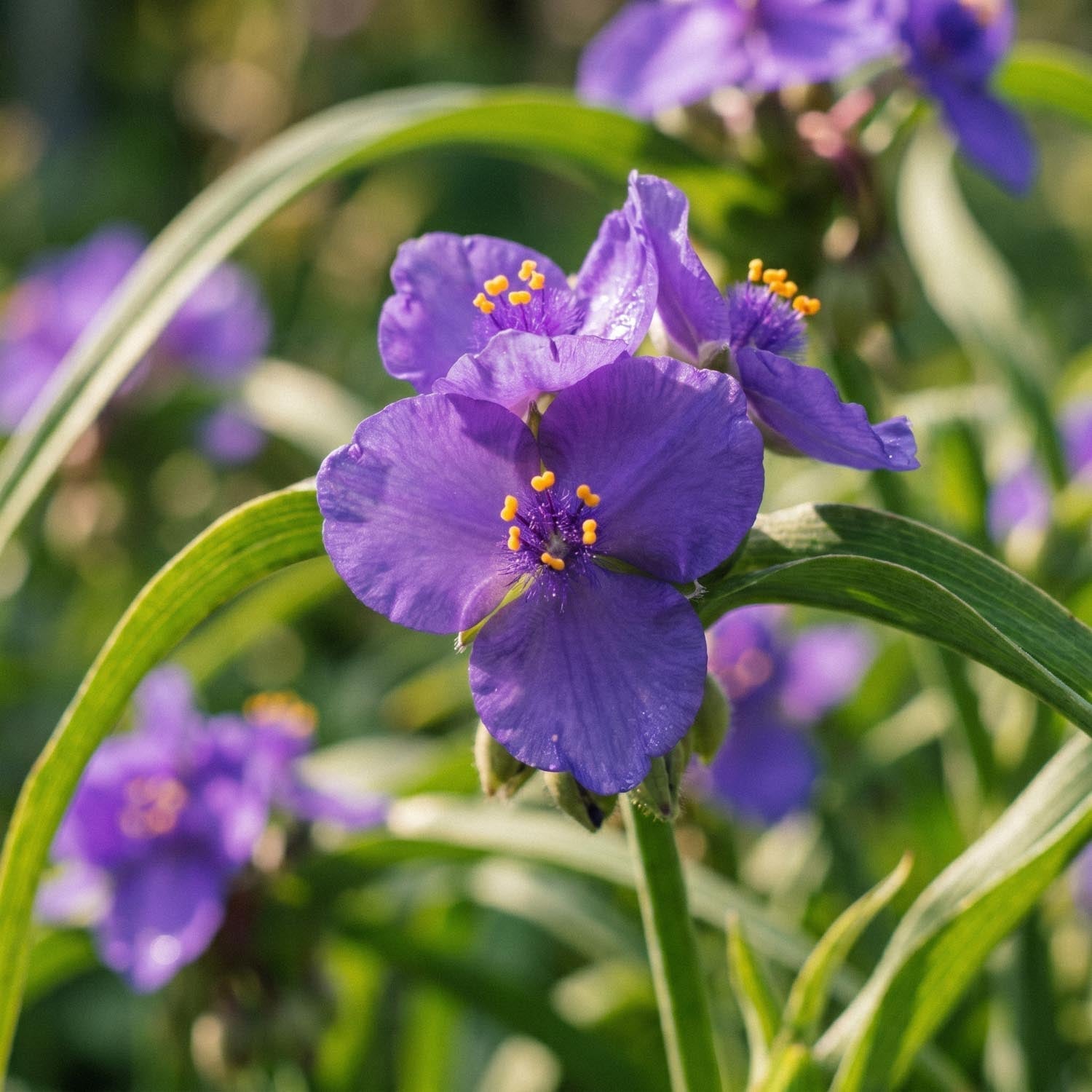 Vaderplant, Tradescantia 'Charlotte'