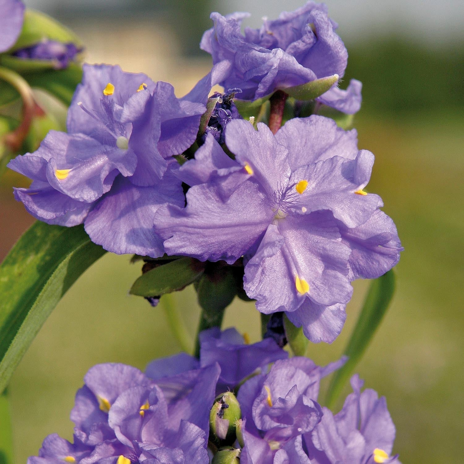 Vaderplant, Tradescantia 'Zwanenburg Blue'