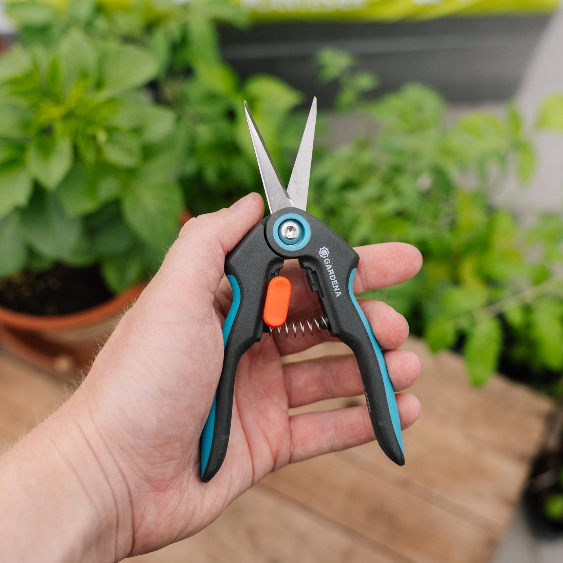 Verse kruiden schaar