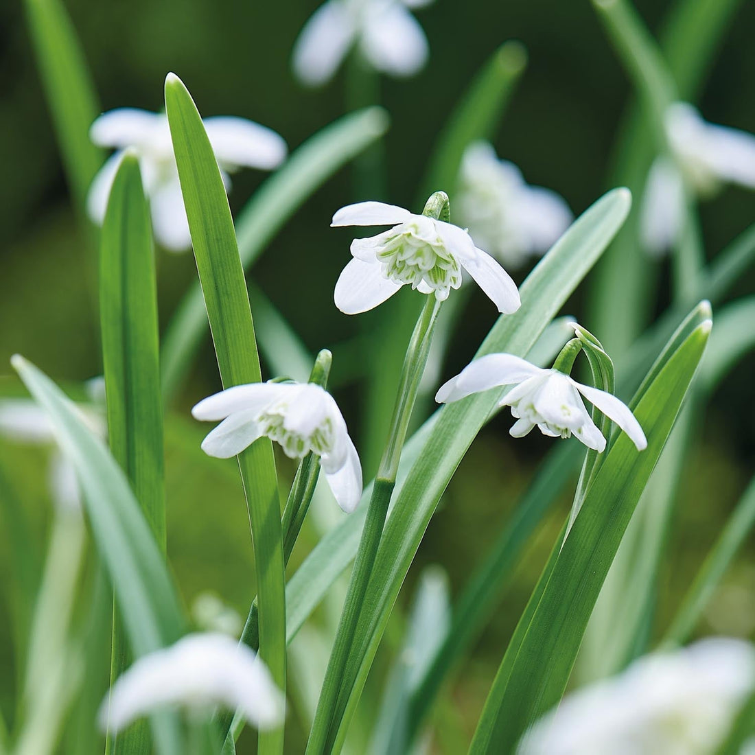 Løglasagne 'Easter Bonnet'