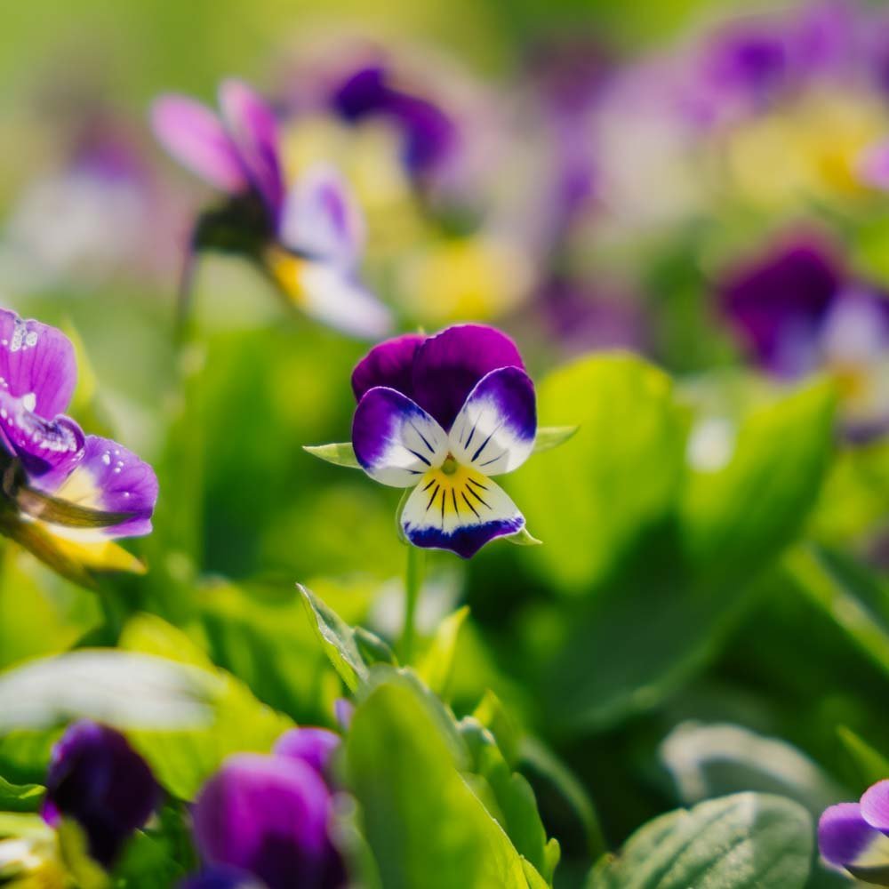 Viooltjeszaden - 100 biologische zaden