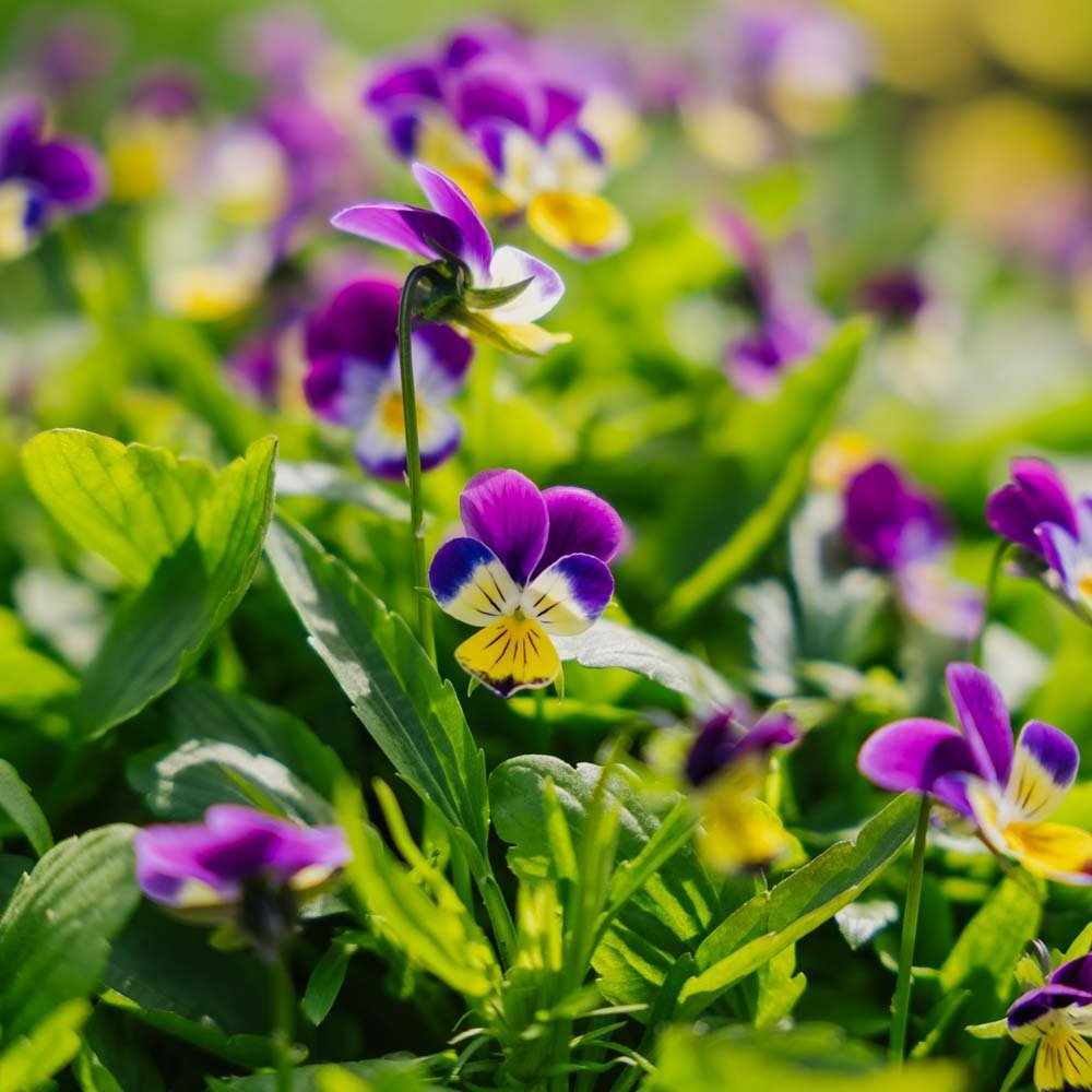 Viooltjeszaden - 100 biologische zaden