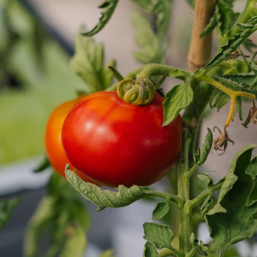 Vleestomaat zaden 'Marmande' - 30 biologische zaden