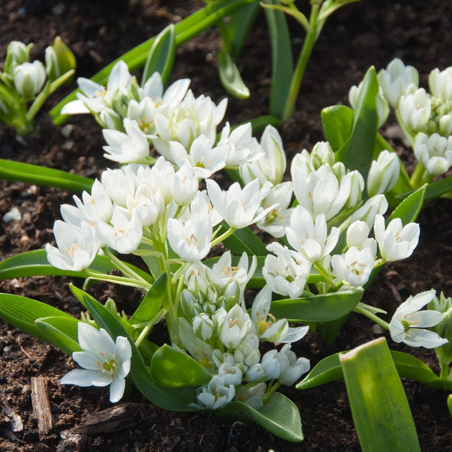 Vogelmelk, Ornithogalum 'Oligophyllum'