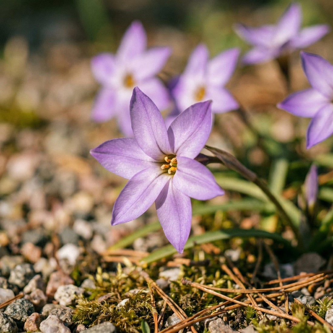 Voorjaarsster, Ipheion 'Charlotte Bishop'