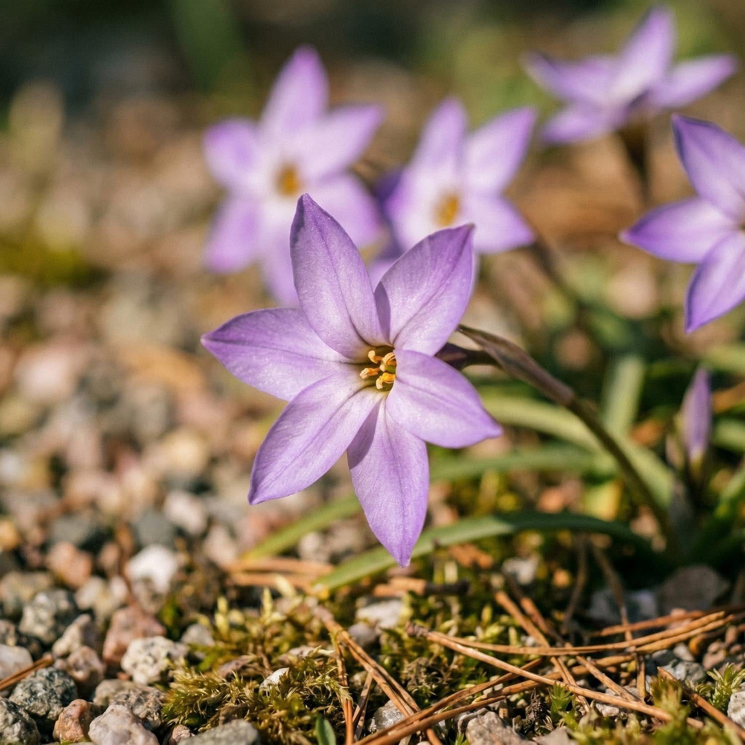 Voorjaarsster, Ipheion 'Charlotte Bishop'