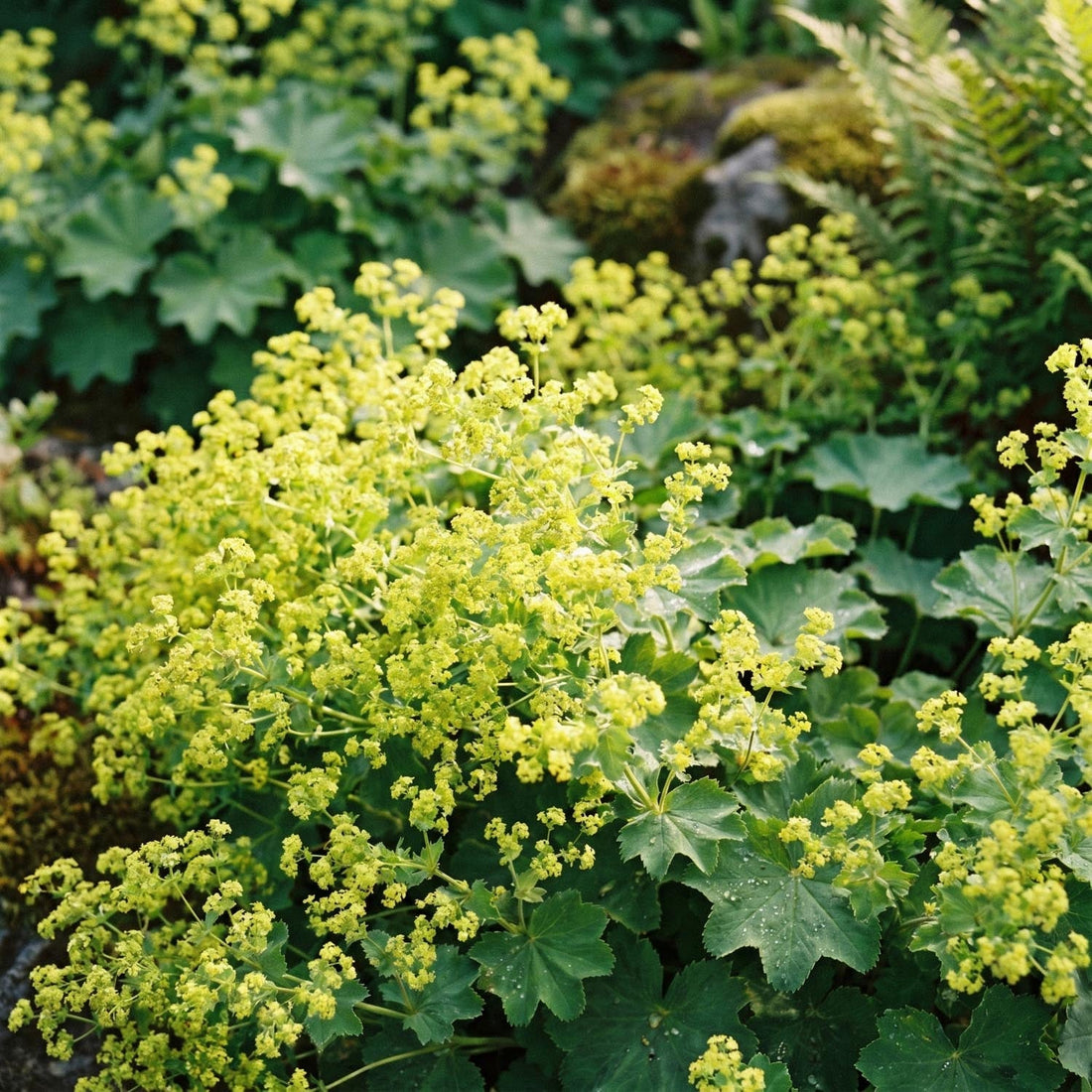 Vrouwenmantel, Alchemilla 'Robustica'