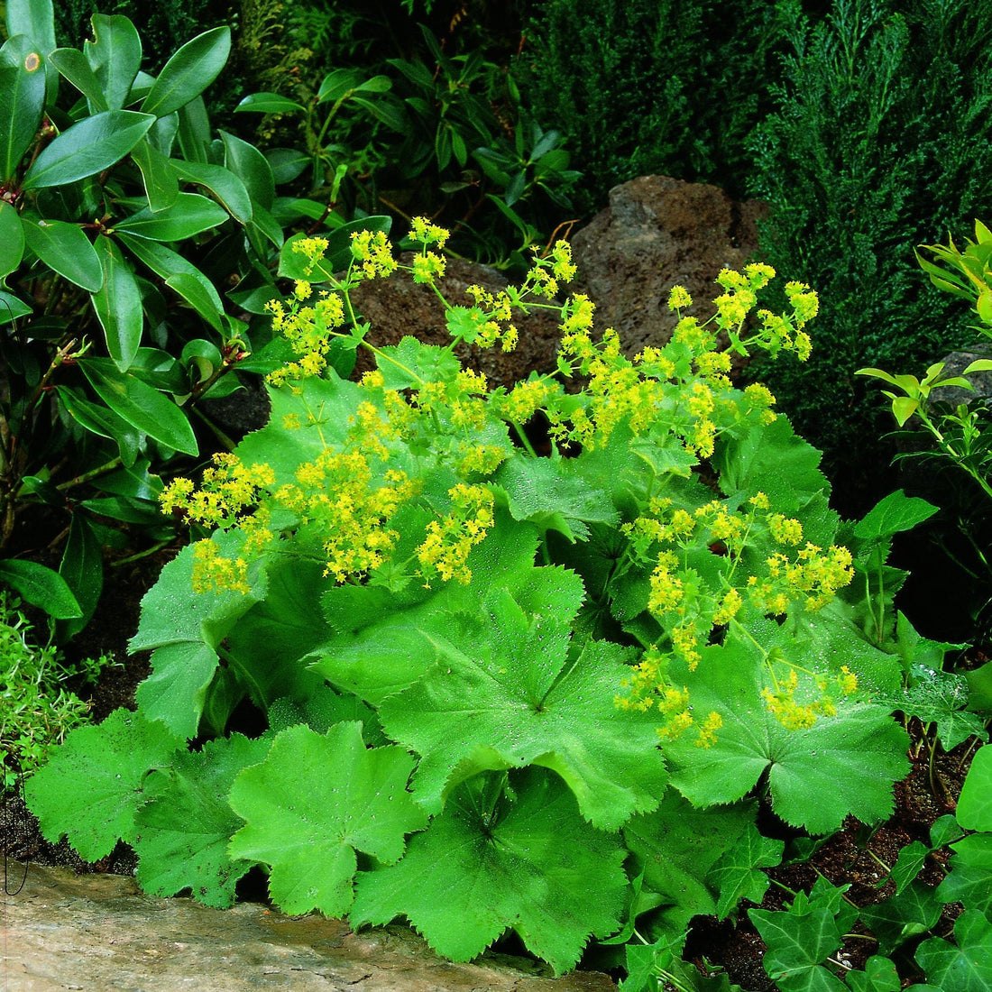 Vrouwenmantel, Alchemilla 'Robustica'
