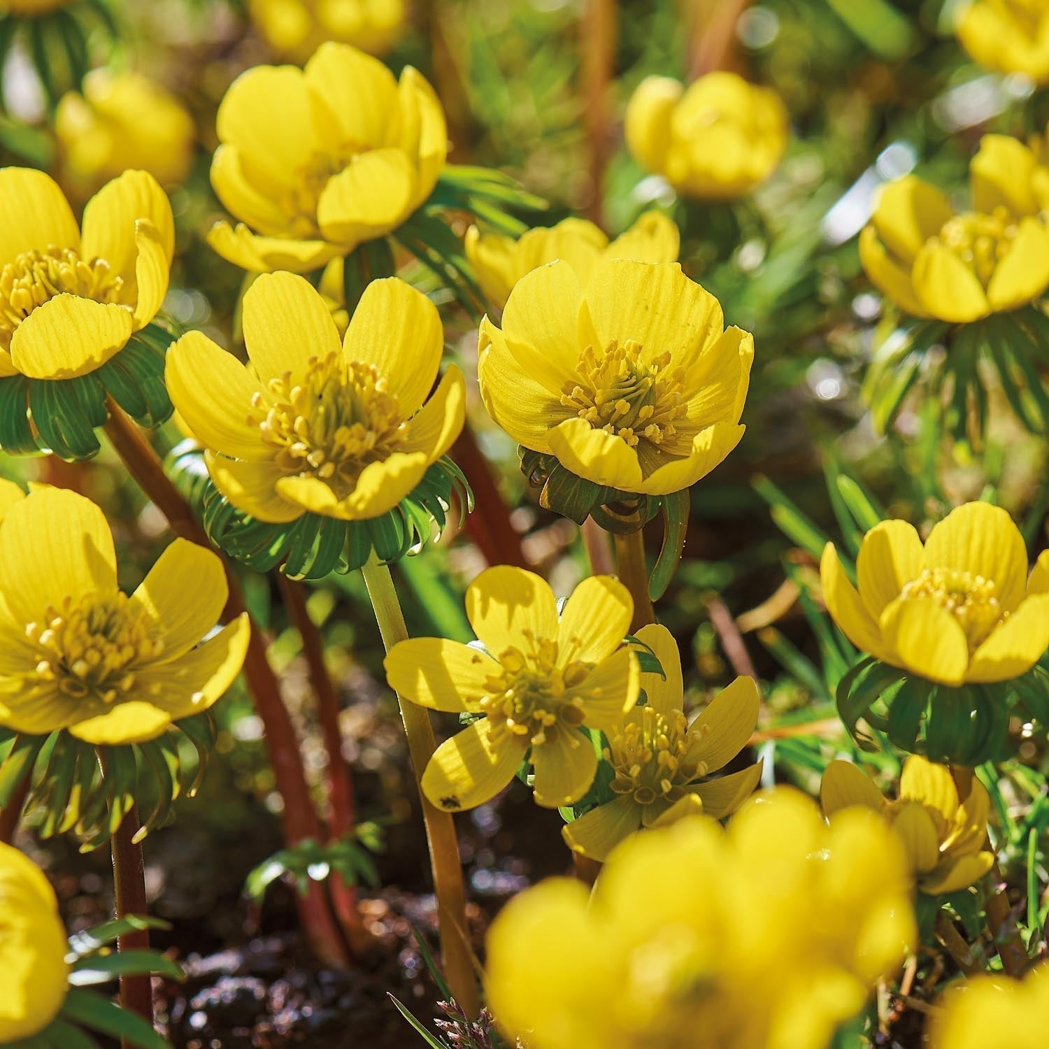 Winterakoniet, Eranthis 'Cilicica'
