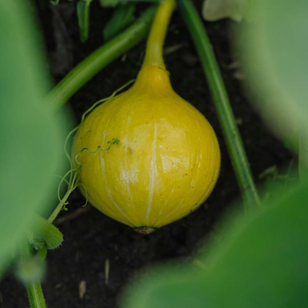 Winterpompoenzaden 'Uchiki Kuri' - 5 biologische zaden
