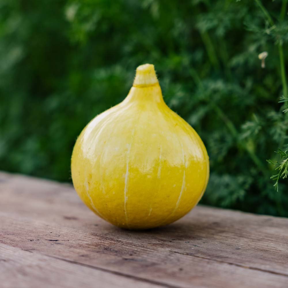 Winterpompoenzaden 'Uchiki Kuri' - 5 biologische zaden