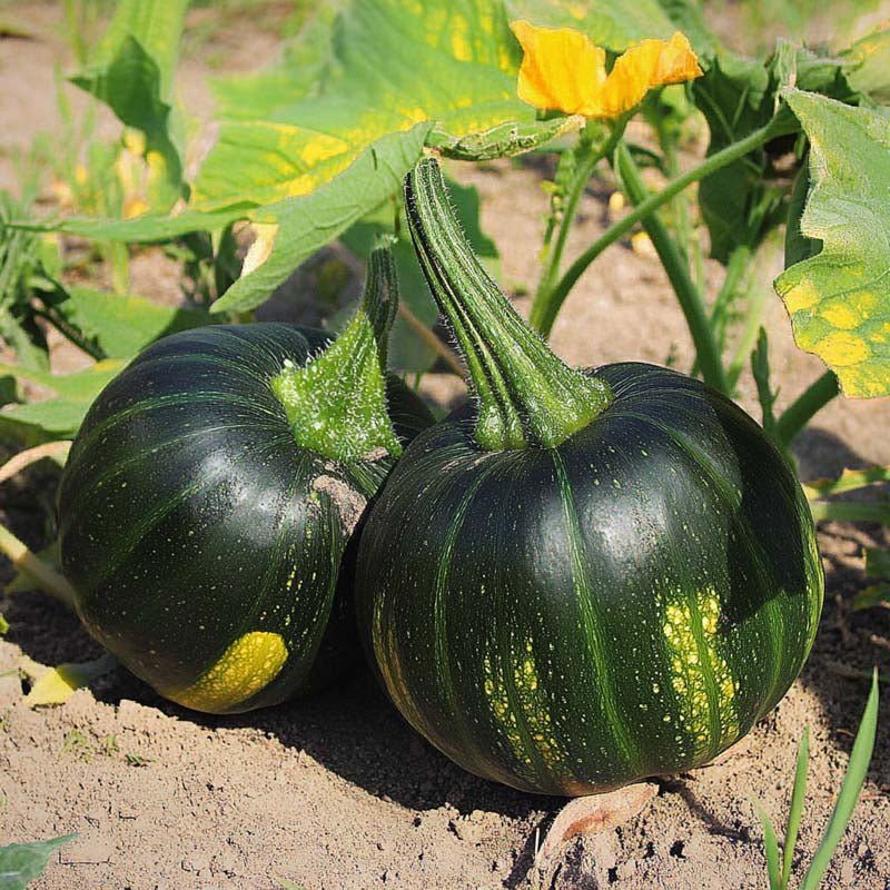 Winterpompoenzaden 'Zappalito' - 4 biologische zaden