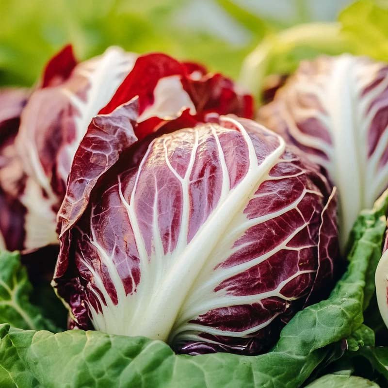 Witlofsalade zaden 'Palla Rossa' - 200 biologische zaden