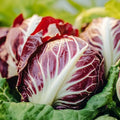 Witlofsalade zaden 'Palla Rossa' - 200 biologische zaden