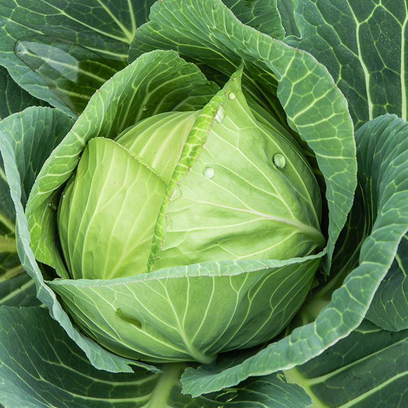 Wittekoolzaden 'Langedijker Bewaar' - 50 biologische zaden