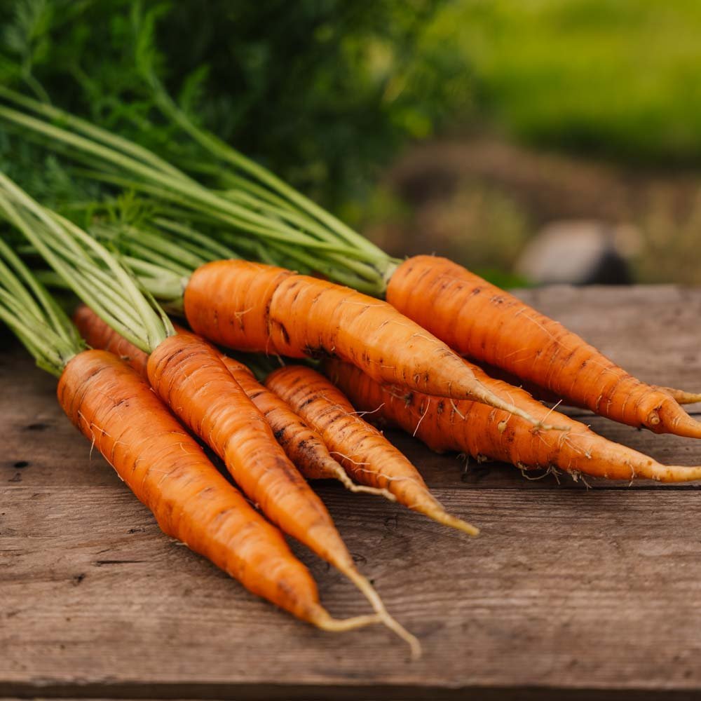 Wortel zaden 'Nantes 2' - 500 biologische zaden