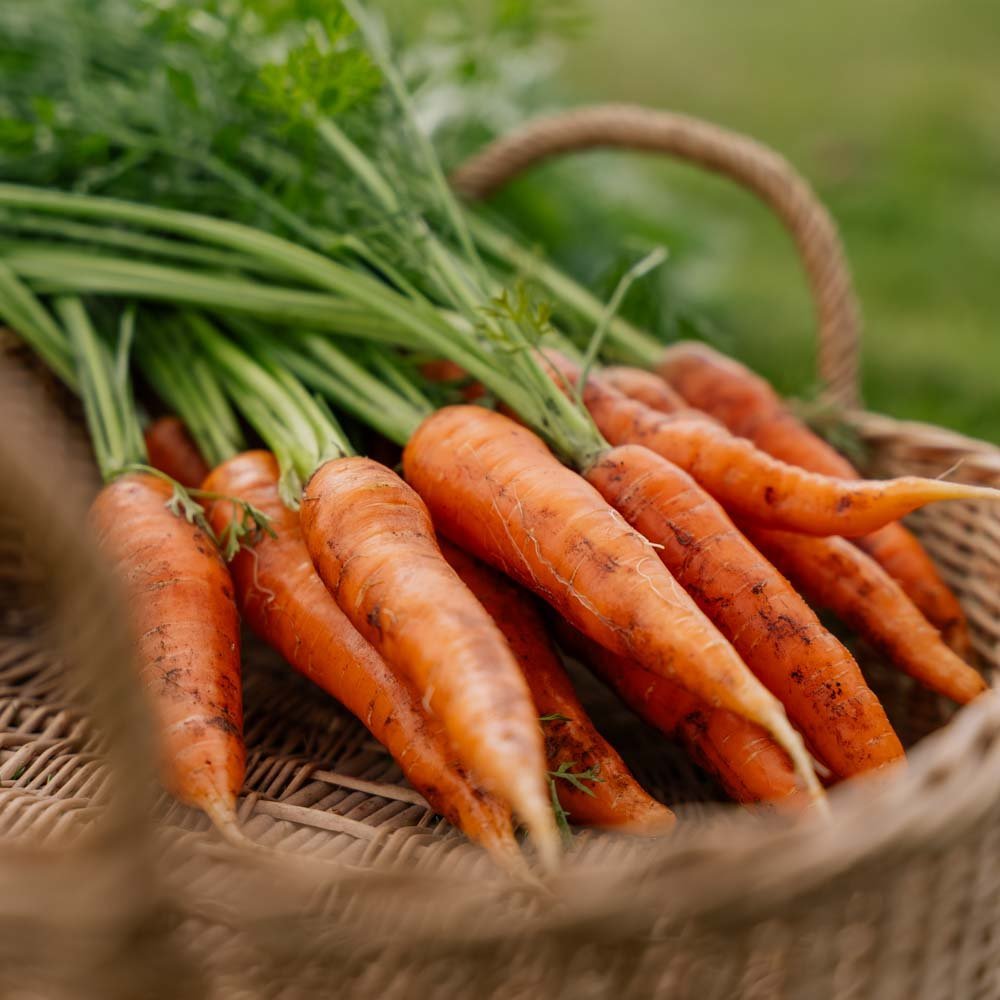 Wortelzaden 'Milan' - 500 biologische zaden