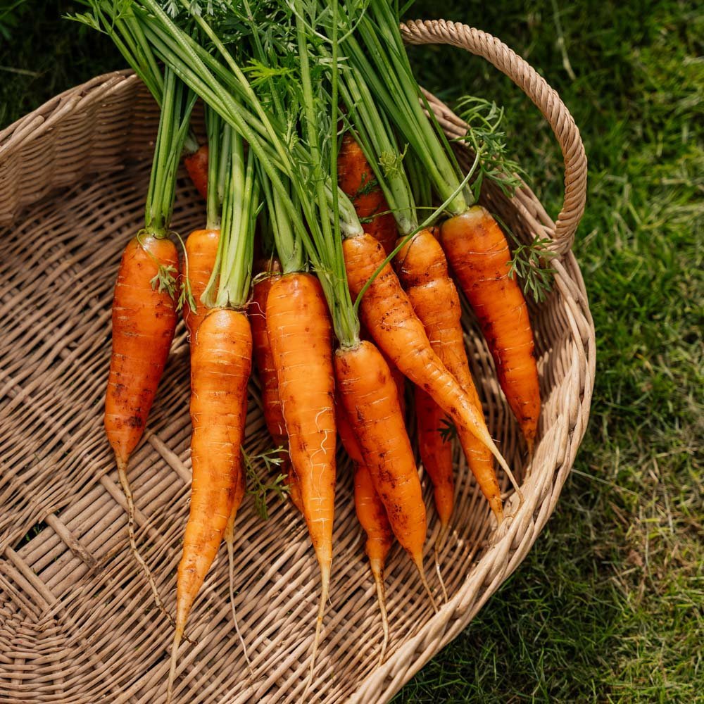 Wortelzaden 'Milan' - 500 biologische zaden