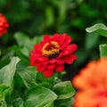 Zinnia zaden 'Carroussel' - 50 biologische zaden