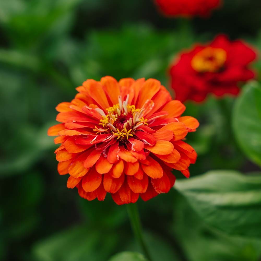 Zinnia zaden 'Carroussel' - 50 biologische zaden