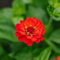 Zinnia zaden 'Summer in Orange' - 50 biologische zaden