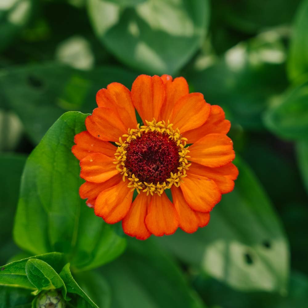 Zinnia zaden 'Summer in Orange' - 50 biologische zaden
