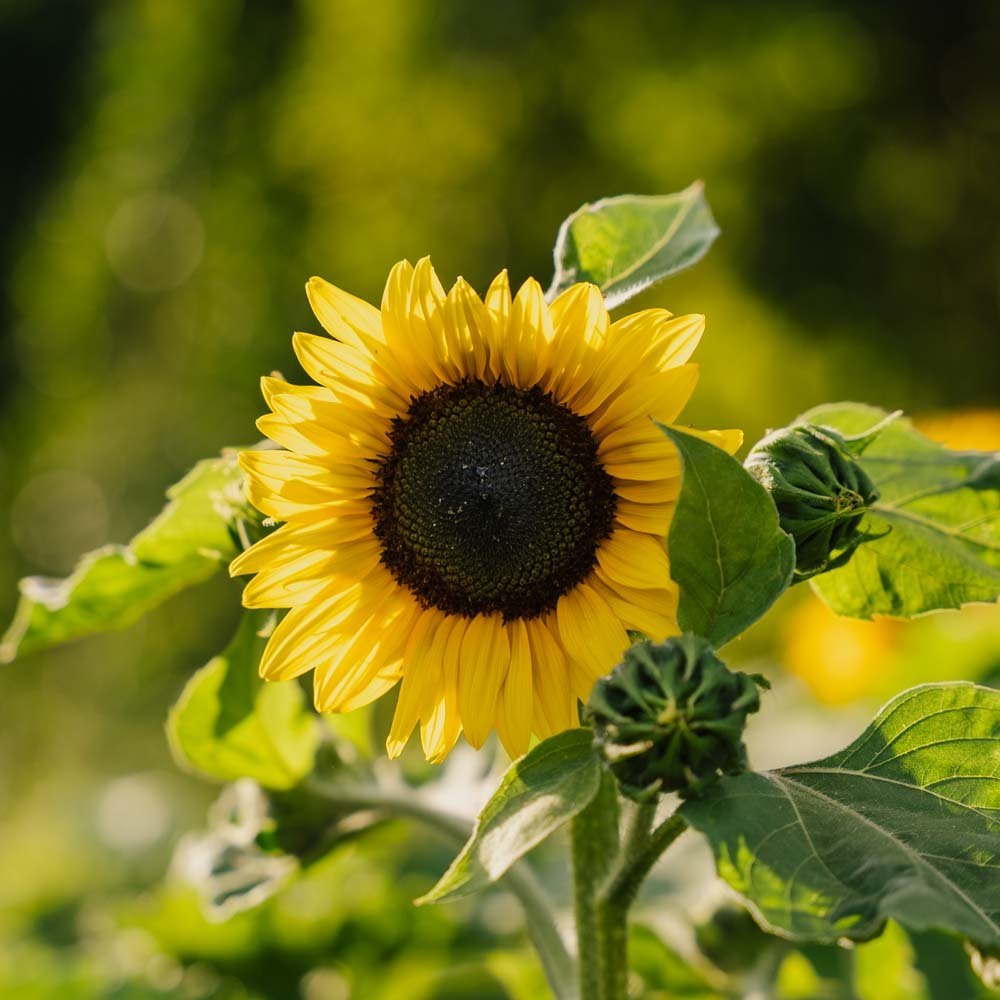 Zonnebloempitten 'Medium Flowered' - 20 biologische zaden